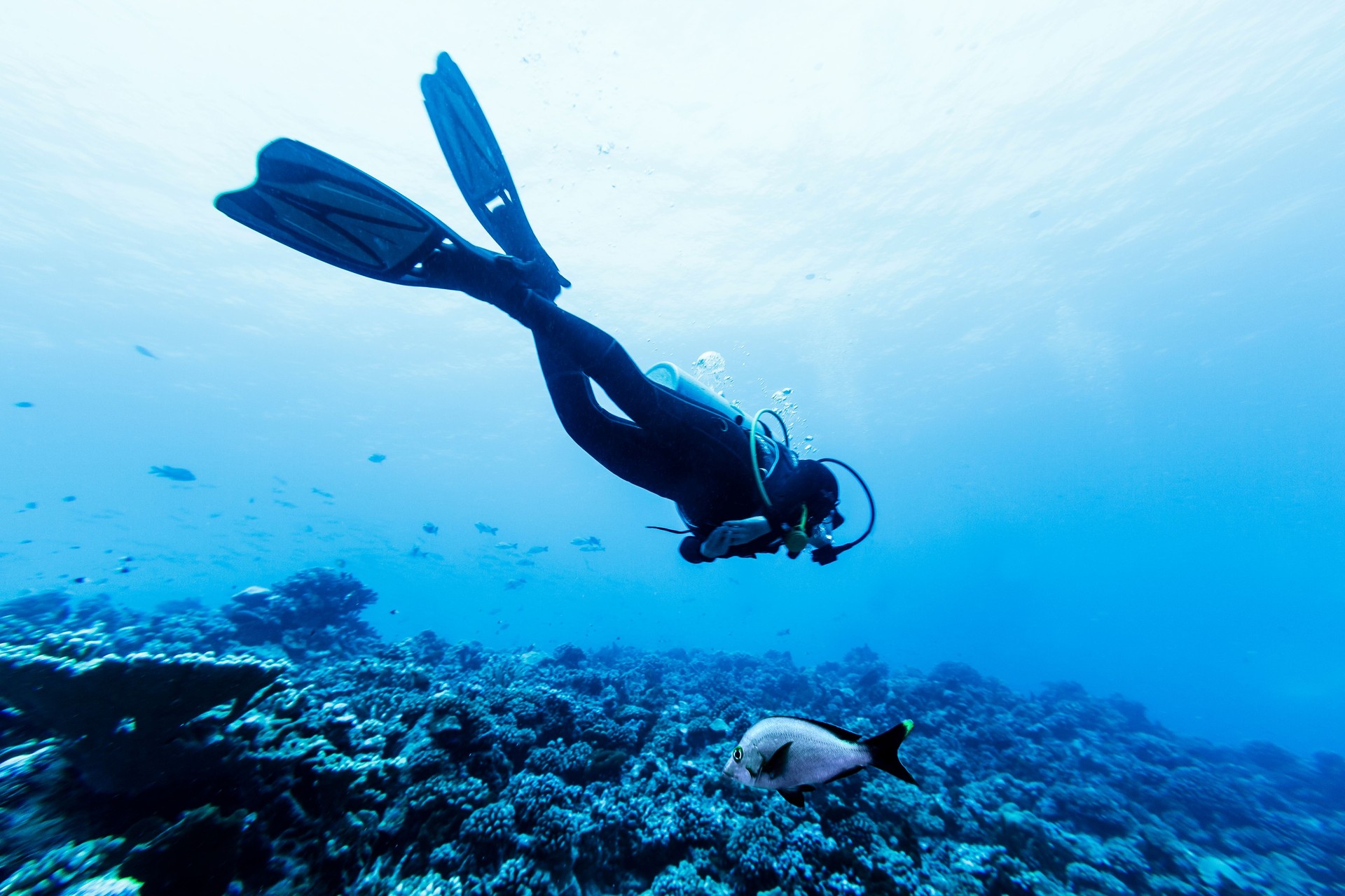 Scuba Diver Swimming Over Reef in Tiputa Pass