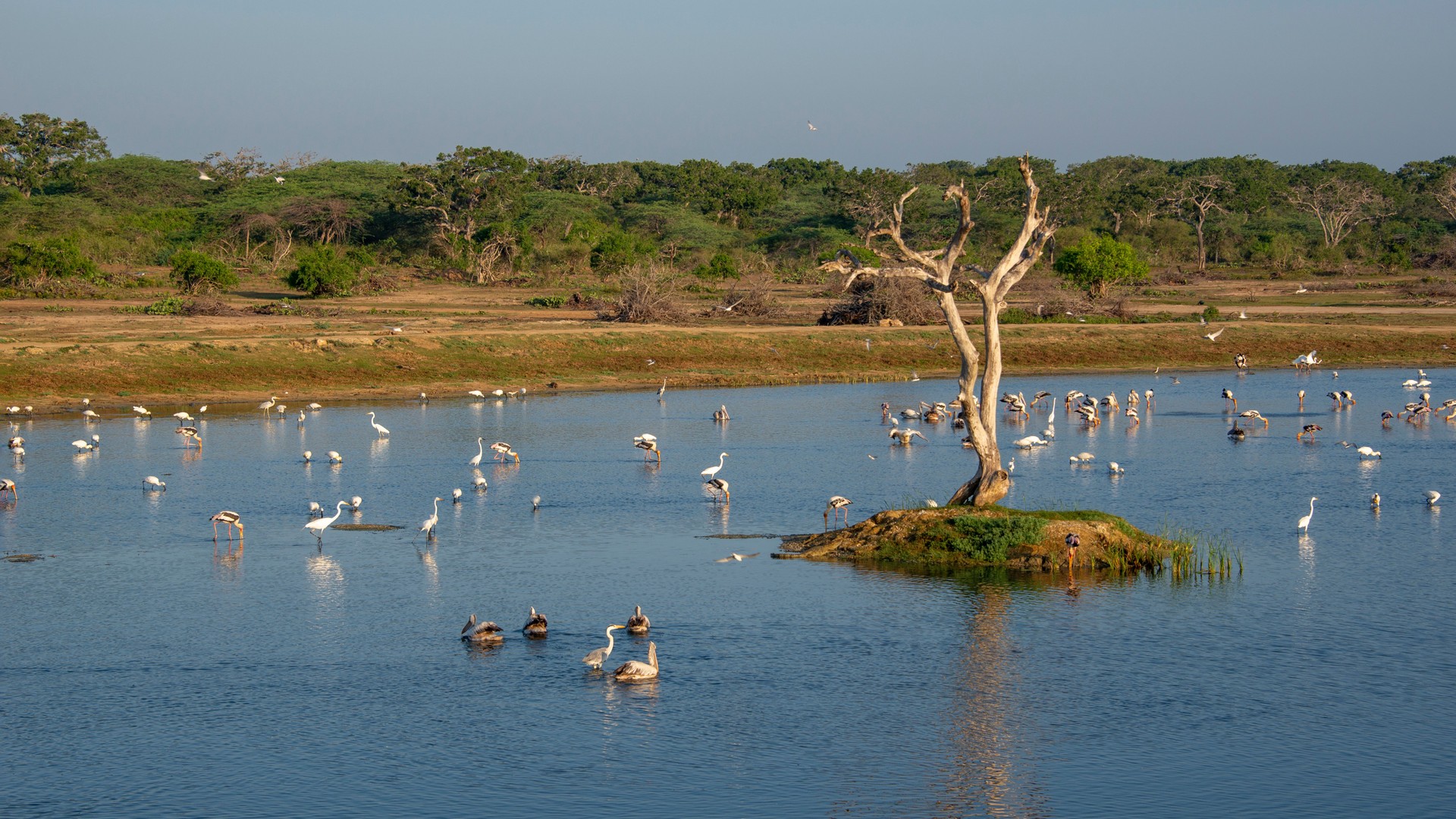 Bundala National Park