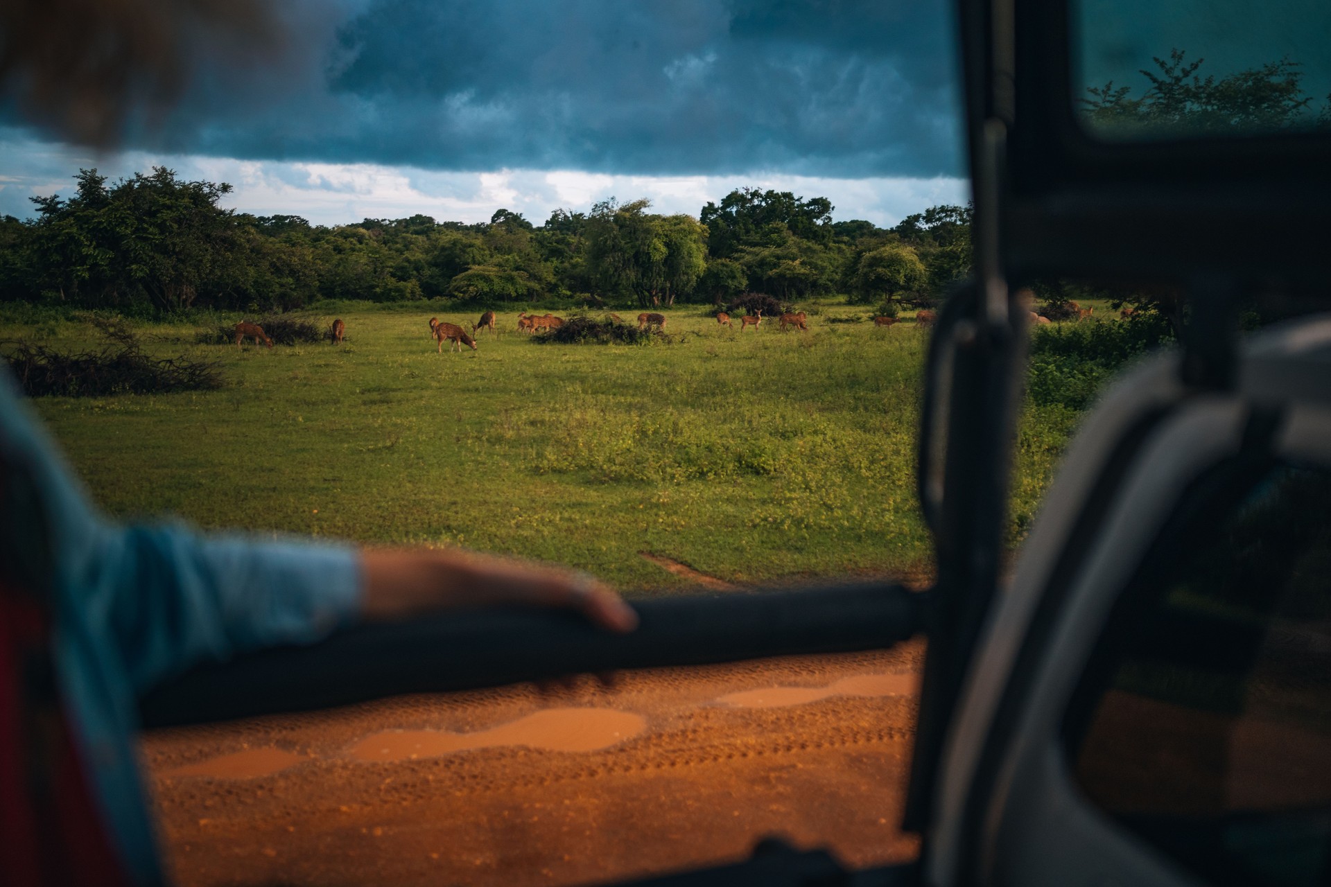 Young woman on safari journey by off-road car in Sri Lanka.