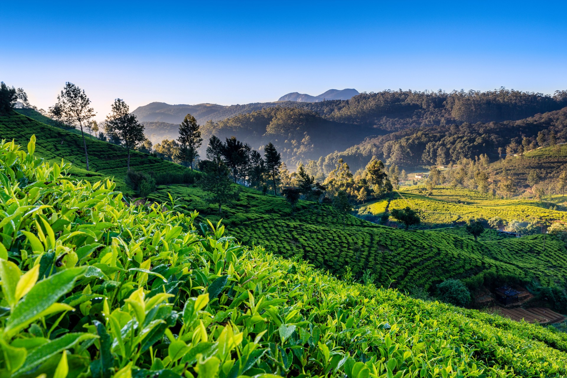 Early morning on tea plantation, Nuwara Eliya, Ceylon