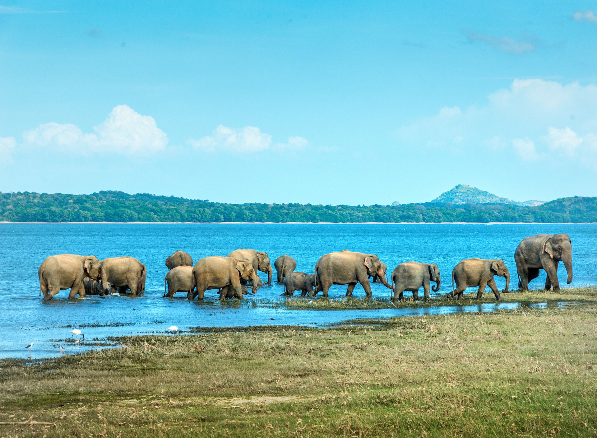 Herd of elephants walking inr lake in Sri Lanka