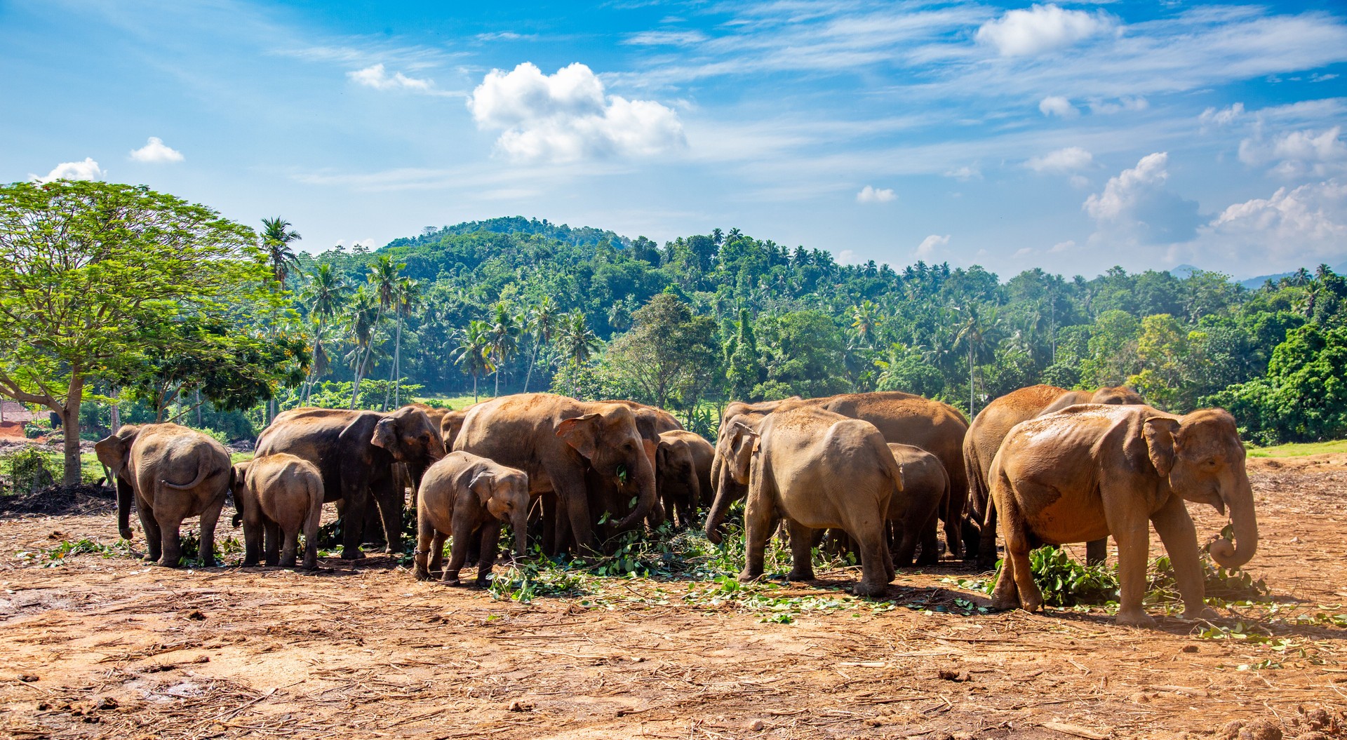 Herd of elephants walking in a tropical landscape. Pinnawala, Sri Lnka.